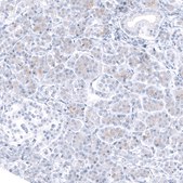Monoclonal Anti-TCF7L2 antibody produced in mouse Prestige Antibodies® Powered by Atlas Antibodies, clone CL11547, purified antibody (Protein A)