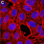 Anti-Puromycin Antibody, clone 12D10 ZooMAb® Mouse Monoclonal recombinant, expressed in HEK 293 cells