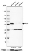 Anti-APOH antibody produced in rabbit Prestige Antibodies® Powered by Atlas Antibodies, affinity isolated antibody, buffered aqueous glycerol solution
