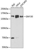 Anti-GM130 antibody produced in rabbit
