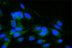 抗 α-突触核蛋白 兔抗 IgG fraction of antiserum, buffered aqueous solution