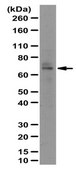Anti-RBPJ Antibody serum, from rabbit