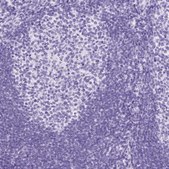 Anti-NTS antibody produced in rabbit Prestige Antibodies® Powered by Atlas Antibodies, affinity isolated antibody, buffered aqueous glycerol solution