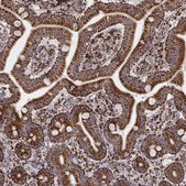 Monoclonal Anti-TUFM antibody produced in mouse Prestige Antibodies® Powered by Atlas Antibodies, clone CL2242, purified immunoglobulin, buffered aqueous glycerol solution