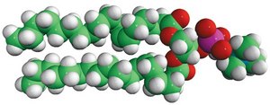 18:1 (Δ6-Cis) PC 1,2-dipetroselenoyl-sn-glycero-3-phosphocholine, powder