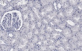 Anti-GRP75 Antibody, clone 2D20 ZooMAb® Rabbit Monoclonal recombinant, expressed in HEK 293 cells