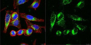 Anti-LAMP-1 Antibody, clone H4A3 clone H4A3, from mouse