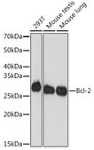 Anti-Bcl-2 antibody produced in rabbit