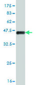 Monoclonal Anti-MEF2A antibody produced in mouse clone 3F6, purified immunoglobulin, buffered aqueous solution