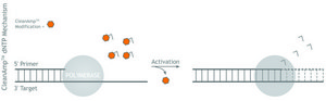 CleanAmp™ dNTP 10 μmol of each dNTP, Modified dNTP set for hot-start PCR