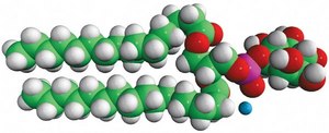16:0 PI 1,2-dipalmitoyl-sn-glycero-3-phospho-(1′-myo-inositol) (ammonium salt), powder