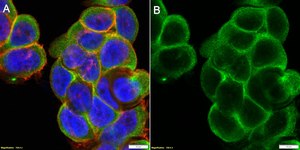 Anti-FPR1 Antibody, clone 1D14 ZooMAb® Rabbit Monoclonal recombinant, expressed in HEK 293 cells