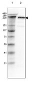 Anti-SPTBN1 antibody produced in rabbit Prestige Antibodies® Powered by Atlas Antibodies, affinity isolated antibody, buffered aqueous glycerol solution