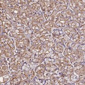 Anti-ACTB antibody produced in rabbit Prestige Antibodies® Powered by Atlas Antibodies, affinity isolated antibody, buffered aqueous glycerol solution
