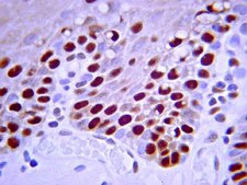 抗PCNA抗体，克隆PC10 clone PC10, Chemicon®, from mouse