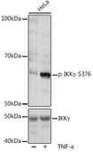Anti-Phospho-IKKγ-S376 antibody produced in rabbit