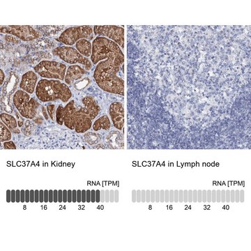 Anti-SLC37A4 antibody produced in rabbit Prestige Antibodies® Powered by Atlas Antibodies, affinity isolated antibody, buffered aqueous glycerol solution