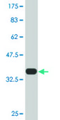 Monoclonal Anti-TF antibody produced in mouse clone 1C2, purified immunoglobulin, buffered aqueous solution