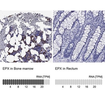 Anti-EPX antibody produced in rabbit Prestige Antibodies® Powered by Atlas Antibodies, affinity isolated antibody, buffered aqueous glycerol solution