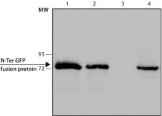 抗绿色荧光蛋白(GFP)抗体，小鼠单克隆 clone GFP-20, purified from hybridoma cell culture