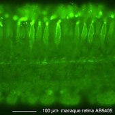 抗视蛋白抗体，红色/绿色 Chemicon®, from rabbit