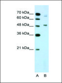 Anti-NR0B1 antibody produced in rabbit IgG fraction of antiserum