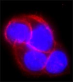 Anti-EpCAM antibody, Mouse monoclonal clone Ber-EP4, purified from hybridoma cell culture