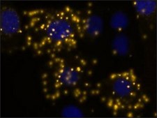 Duolink® In Situ Detection Reagents Orange