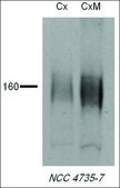 Anti-SLC12A3 antibody produced in rabbit 1 mg/mL, affinity isolated antibody
