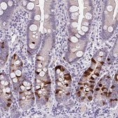 Anti-CDC20 antibody produced in rabbit Prestige Antibodies® Powered by Atlas Antibodies, affinity isolated antibody, buffered aqueous glycerol solution