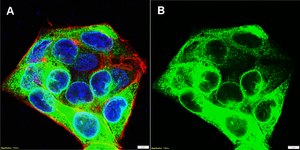 Anti-SCD Antibody, clone 2C2 ZooMAb® Rabbit Monoclonal recombinant, expressed in HEK 293 cells