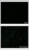 Anti-NS3 antibody produced in rabbit affinity isolated antibody, buffered aqueous solution
