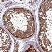 抗-CRBN 兔抗 Prestige Antibodies® Powered by Atlas Antibodies, affinity isolated antibody, buffered aqueous glycerol solution