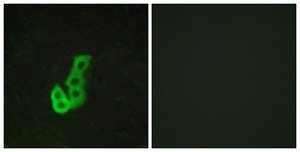抗-DRD1 兔抗 affinity isolated antibody