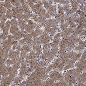 Anti-GCLC antibody produced in rabbit Prestige Antibodies® Powered by Atlas Antibodies, affinity isolated antibody, buffered aqueous glycerol solution