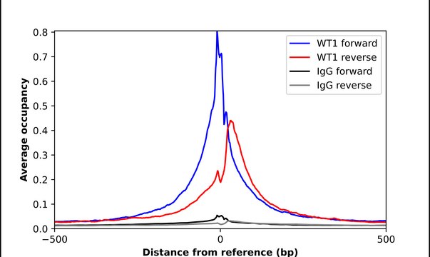 Anti-WT1 antibody produced in rabbit Prestige Antibodies® Powered by Atlas Antibodies, affinity isolated antibody