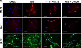 抗突触素I抗体 serum, Chemicon®