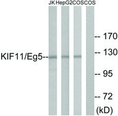 Anti-KIF11 antibody produced in rabbit affinity isolated antibody