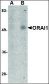 Monoclonal Anti-ORAI1 antibody produced in mouse clone 6D11A11, purified immunoglobulin, buffered aqueous solution