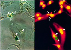 Monoclonal Anti-BrdU antibody produced in mouse clone BU-33, ascites fluid, Immunohistology Grade