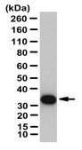 Anti-Prohibitin Antibody from rabbit, purified by affinity chromatography