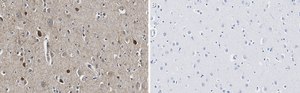 Anti-GAD67 Antibody, clone 4B5 ZooMAb® Rabbit Monoclonal recombinant, expressed in HEK 293 cells