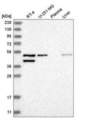 Anti-GAD1 antibody produced in rabbit Prestige Antibodies® Powered by Atlas Antibodies, affinity isolated antibody