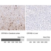 Monoclonal Anti-CRYAB antibody produced in mouse Prestige Antibodies® Powered by Atlas Antibodies, clone CL10765, purified antibody (Protein A)
