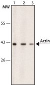 Anti-Actin, Cardiac antibody, Mouse monoclonal clone AC1-20.4.2, purified from hybridoma cell culture