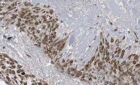 Anti-DAP Kinase 1 Antibody, clone 1J22 ZooMAb® Rabbit Monoclonal recombinant, expressed in HEK 293 cells