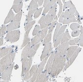 Anti-ATP1B2 antibody produced in rabbit Prestige Antibodies® Powered by Atlas Antibodies, affinity isolated antibody, buffered aqueous glycerol solution