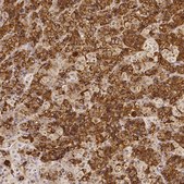 Anti-PRL antibody produced in rabbit Prestige Antibodies® Powered by Atlas Antibodies, affinity isolated antibody