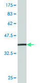 Monoclonal Anti-EEA1, (C-terminal) antibody produced in mouse clone 2G2, purified immunoglobulin, buffered aqueous solution