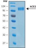 血管紧张素转化酶-2, ACE2 Human recombinant, ≥1000000 U/mg, expressed in HEK 293 cells